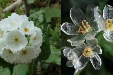 看似普通的小白花　一遇到水就變「透明冰晶花」　網：晶瑩剔透好美！